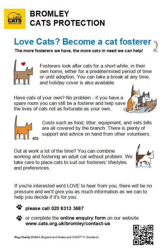 Foster A Cat